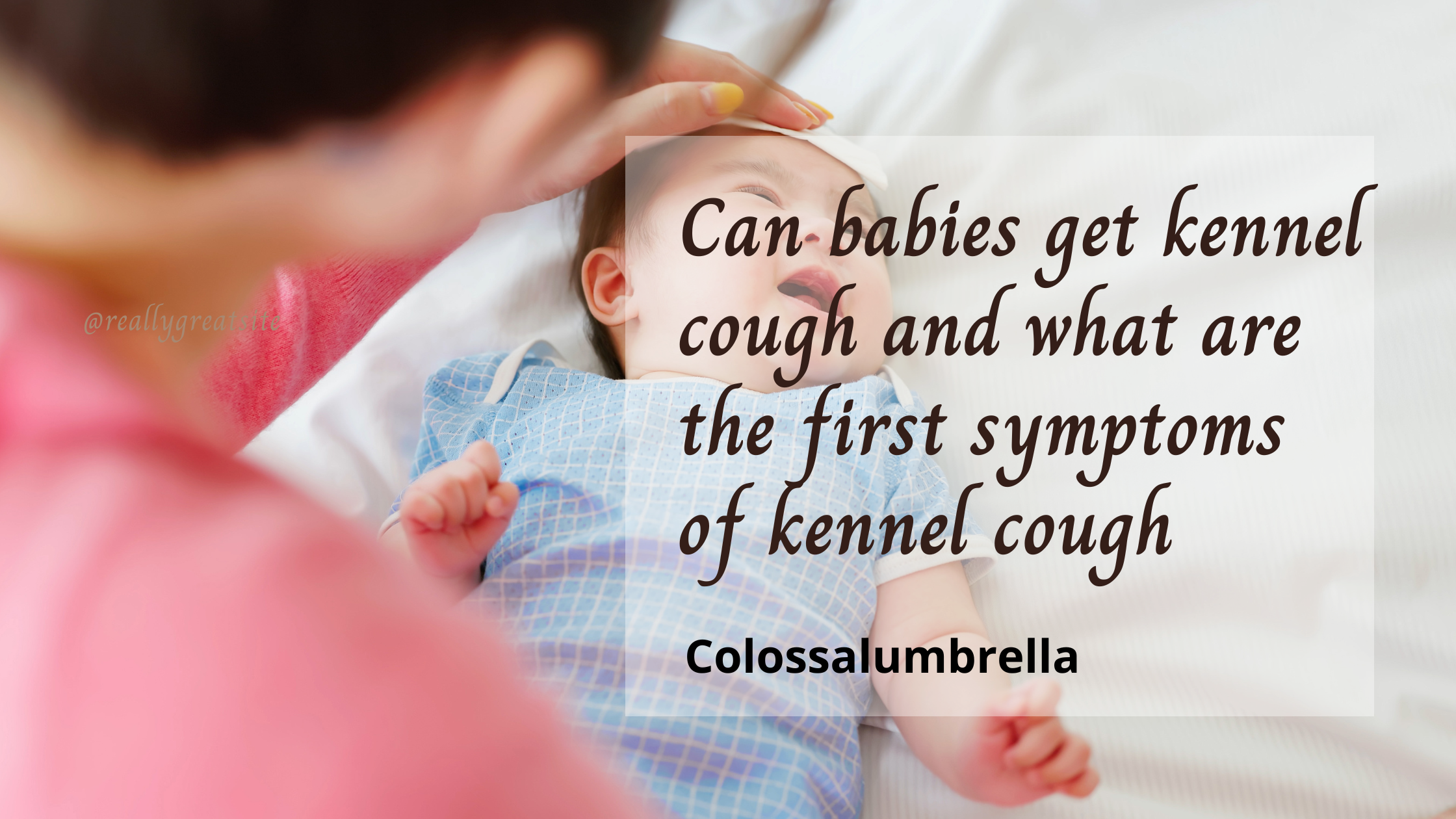Can babies get kennel cough